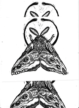 Load image into Gallery viewer, Moth print- deer skulled wings - Linocut print on bristol paper
